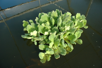 Pistia strat. Jurassic (Jurassic water lettuce); must be in water 65+ degrees CA | Floaters