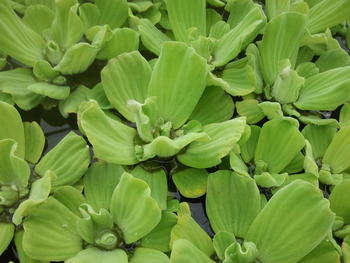 Pistia Stratiotes 'Rosette' | Floaters