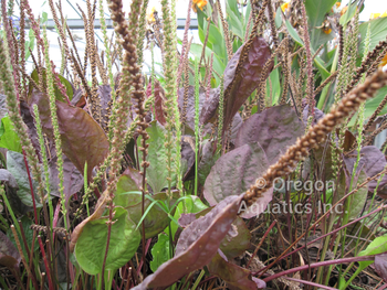 Plantago major 'Rubrifolia' (Red leaf plantain) bare root | Shallow Water Plants-Bare Root