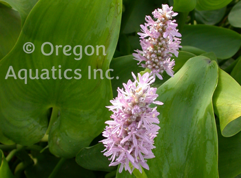 Pontederia cordata Pink | Shallow Water Plants-Bare Root