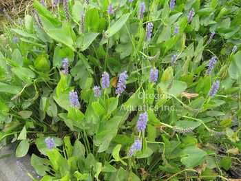 Pontederia cordata Pink | Shallow Water Plants-Potted