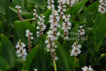 Pontederia cordata Alba (white pickerel) gallon | Shallow Water Plants-Potted