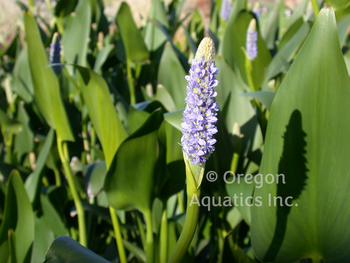 Pontederia dilatata (royal pickerel rush) bare root | Shallow Water Plants-Bare Root