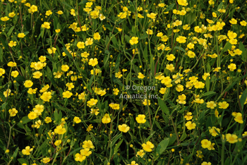 Ranunculus flammula (miniature spearwort) | Moisture Loving-Bare Root