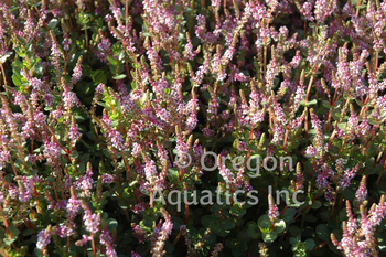 Rotala indica (Pink Sprite) - bare root | Shallow Water Plants-Bare Root