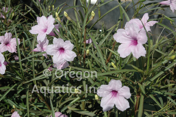Ruellia brittoniana Chi Chi (pink bells) gallon | Shallow Water Plants-Potted