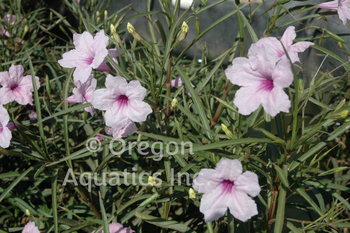 Ruellia brittoniana - Chi Chi (Pink Bells) | Shallow Water Plants-Bare Root