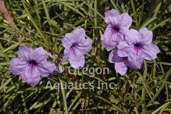 Ruellia brittoniana - Katie (Dwarf Blue Bells) gallon | Shallow Water Plants-Potted