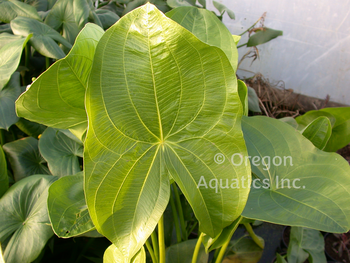 Sagittaria lancifolia form ruminoides (red stem sag) bare root | Shallow Water Plants-Bare Root