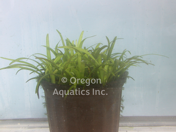 Sagittaria subulata (dwarf sag) bare root. | Oxygenators