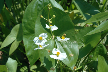 Sagittaria latifolia (arrowhead) gallon | Shallow Water Plants-Potted