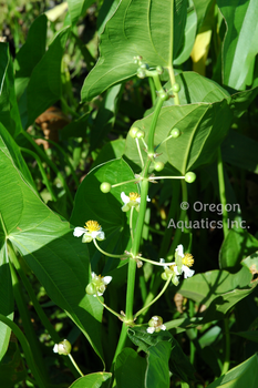 Sagittaria lancifolia Ruminoides (Redstem sagittaria) gal pot | Shallow Water Plants-Potted
