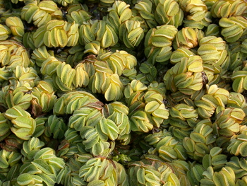 Salvinia minima (mini water velvet) per 1/2 cup | Floaters