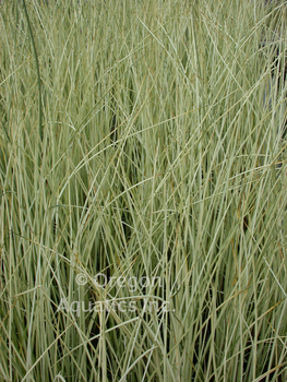 Scirpus Albescens (white rush) gallon | Shallow Water Plants-Potted