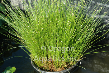 Scirpus cernuus (fiber optics rush) gallon | Shallow Water Plants-Potted