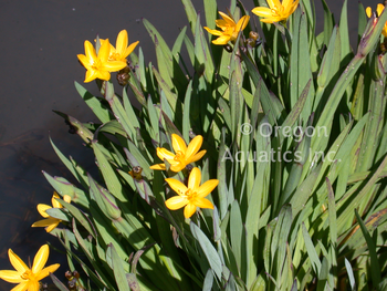 Sisyrinchium californicum (yellow eyed grass) gallon | Shallow Water Plants-Potted