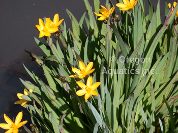 Sisyrinchium californicum (Yellow Eyed Grass) bare root | Shallow Water Plants-Bare Root