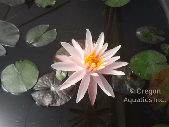 Starbright, pinkish white hardy lily, 8x5 pot | Potted