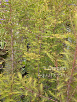 Taxodium Distichum Bald Cypress | Moisture Loving-Potted