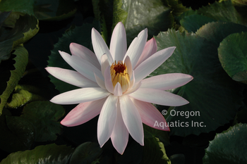 Texas Shell Pink soft pink nite blooming trop lily 8x5 pot | Potted Night Blooming Lilies