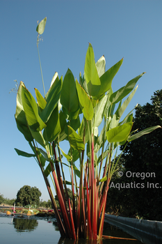 Thalia geniculata ruminoides (red stemmed Thalia) gallon | Shallow Water Plants-Potted