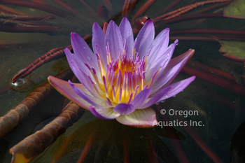 Titan | Lotus-Potted