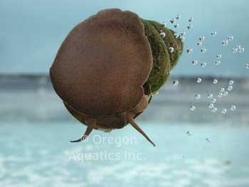 Japanese Trapdoor Snails | Snails