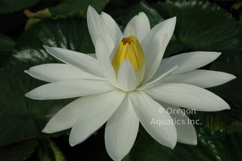 Trudy Slocum white night blooming trop lily 8x5 pot | Potted Night Blooming Lilies