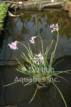 Tulbaghia violacea (society garlic) gallon | Shallow Water Plants-Potted