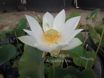 Tulip - Lotus potted | Lotus-Potted