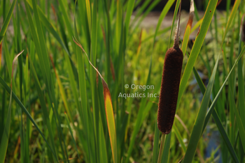 Typha latifolia (common cattail) gallon | Shallow Water Plants-Potted