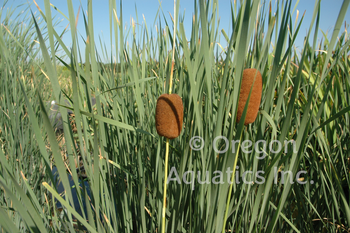 Typha laxmannii (graceful cattail) gallon | Shallow Water Plants-Potted