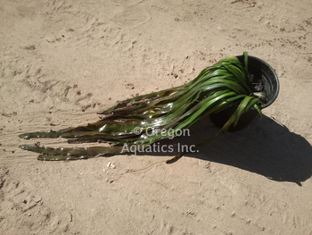 Vallisneria gigantea (jungle val) bare root | Oxygenators