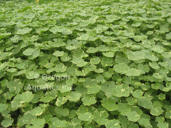 Hydrocotyle verticillata (water pennywort) gallon | Shallow Water Plants-Potted