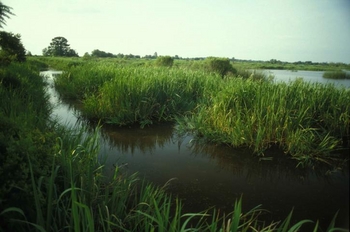 Filter the Pond with a Bog Garden | Learning Center