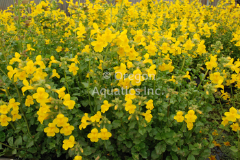 Mimulus guttatus (yellow monkeyflower) bare root | Shallow Water Plants-Bare Root