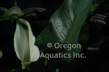 Zantedeschia aethiopica Green Goddess gal pot | Shallow Water Plants-Potted
