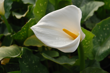 Zanten. aethio, Giant White calla lily | Shallow Water Plants-Potted