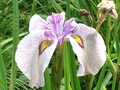 Iris pseudata ‘ Tsukiyono’