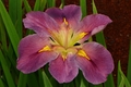 Iris Louisiana ‘Aunt Shirley’
