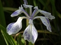 Iris laevigata ‘Mottled Beauty