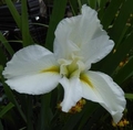 Iris Louisiana ‘Cajun White Lightning’
