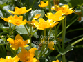 Caltha Polypetala (gallon)