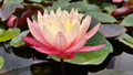 Greggs Orange Beauty - Changeable Hardy Lily