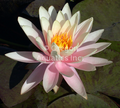 Pink Grapefruit - Pink Hardy Lily