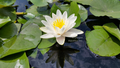 Hermine - White Hardy Lily