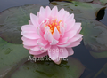 Lilypons - Multi-Double Pink Hardy Lily