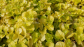 Lysmachia nummularia Aurea (golden creeping Jenny) gallon