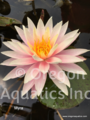 Myra  soft yellow, pink & orange multi petal large blooms