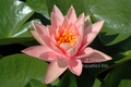 Patio Joe - Salmon Hardy Lily